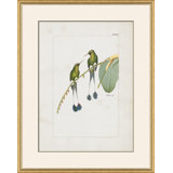 Hummingbirds Giclee Print by John Gould