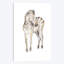 « discret baby zèbre », impression sur toile tendue-31857985-73197820-73198102