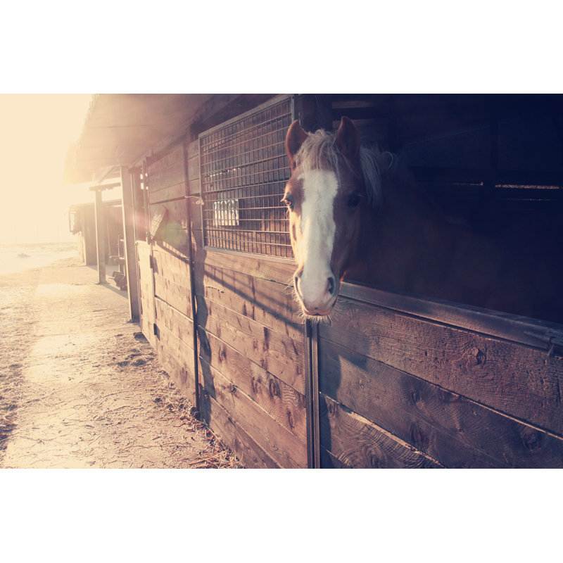 Cheval faisant face à l'écurie, H 32 po x l 48 po