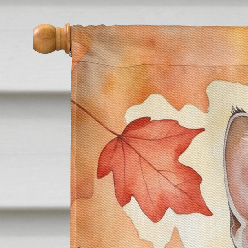 Chat en feuilles d'automne, Chausie