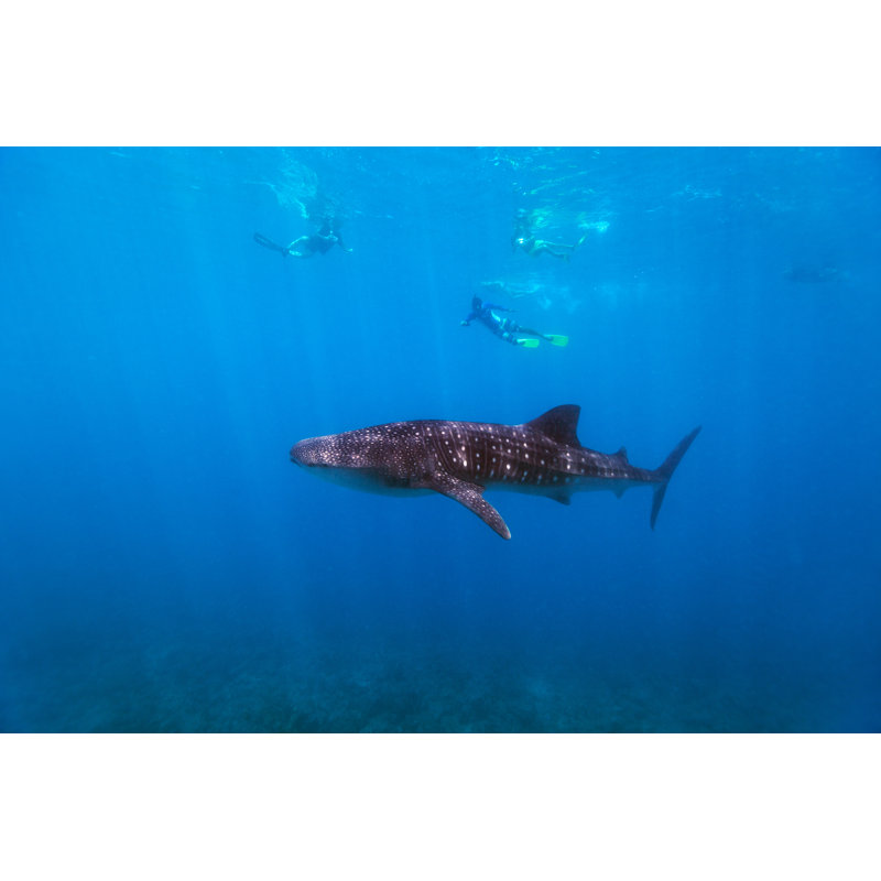 Snorkeling With A Whale Shark by Shalamov - Wrapped Canvas Print, 51cm H x 76cm W