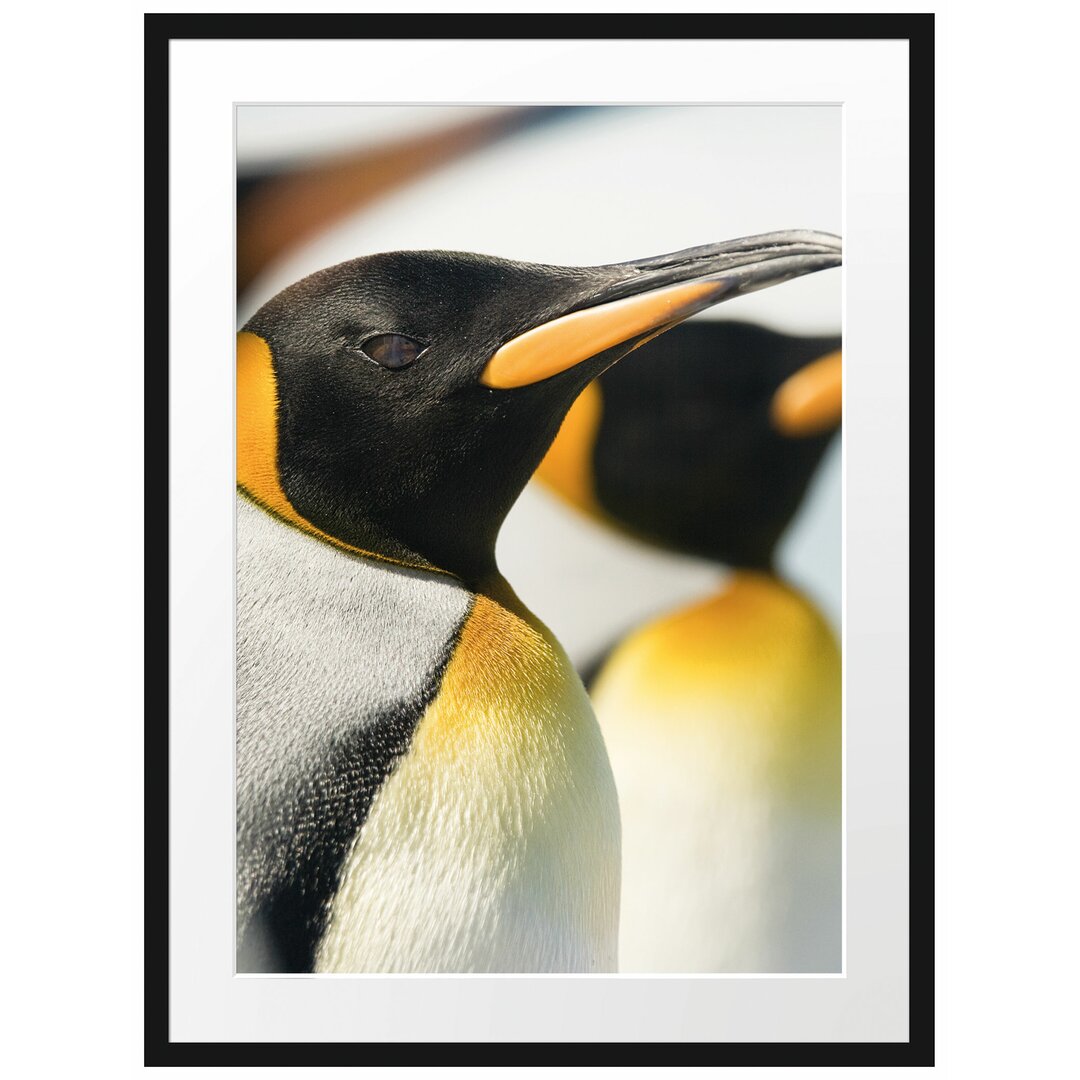 Gerahmtes Poster Pinguine