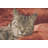 Cotton Blend Pillow Cover-101687323
