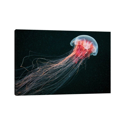Longtail by Alexander Semenov - Print on Canvas