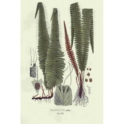 Botanical Society Ferns IV - Impression sur toile tendue