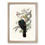 White-Headed Fruit Pigeons by Elizabeth Gould - Framed Print-55611892-55611896
