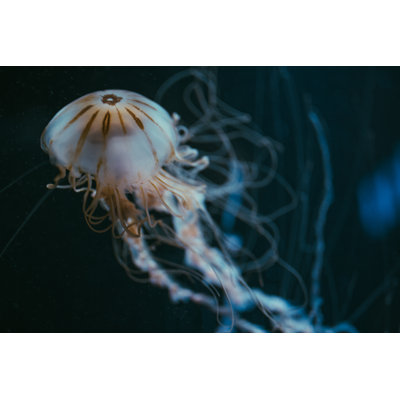 Jellyfish in Deep by Fluxfactory