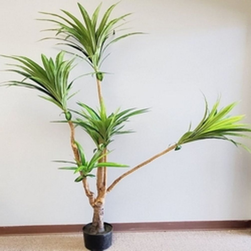 6,5 po plante en pot Dracena