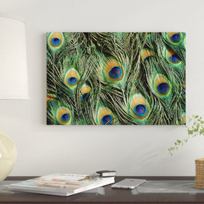 " Indian Peafowl Display Feathers Native to India and Southeast Asia " Graphic Art Print