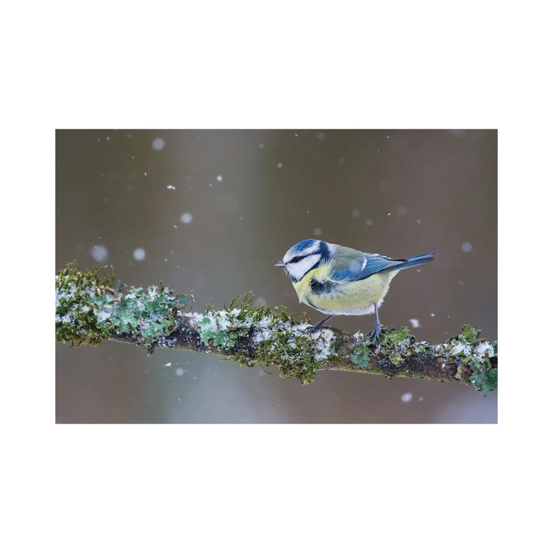 Blue Tit In Winter II by Mateusz Piesiak - Wrapped Canvas Print, 66.04 cm H x 45.72 cm W x 1.91 cm D