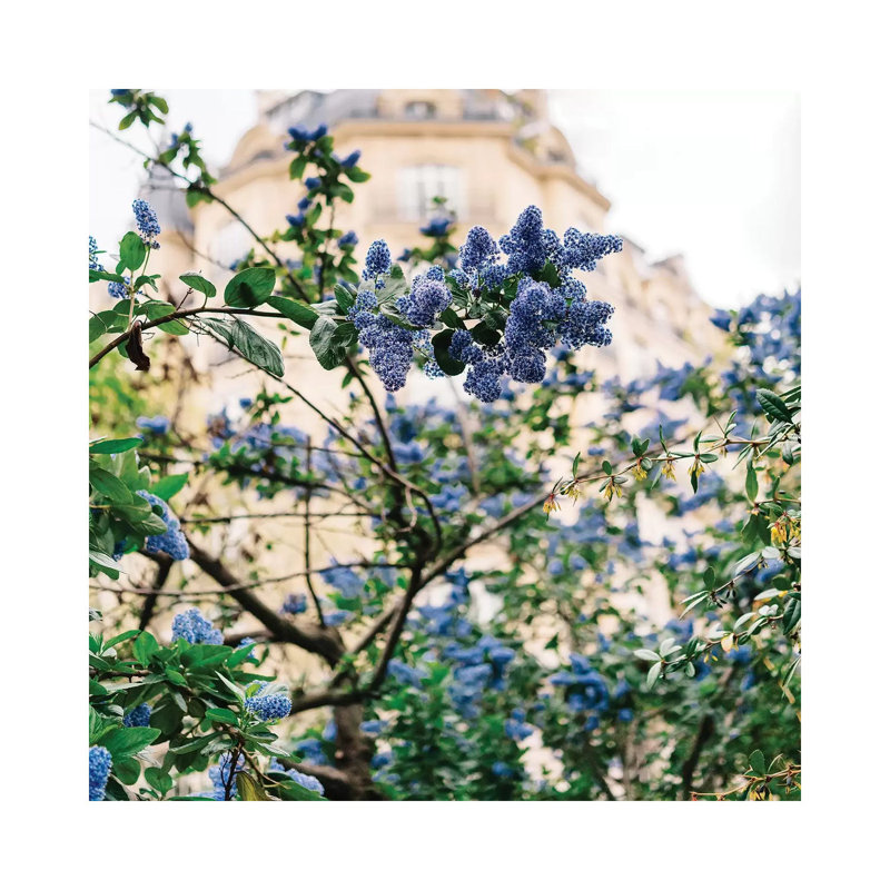 Paris Garden IV by Bethany Young - Print on Canvas, Wrapped Canvas, 93.98cm H x 93.98cm W x 3.81cm D