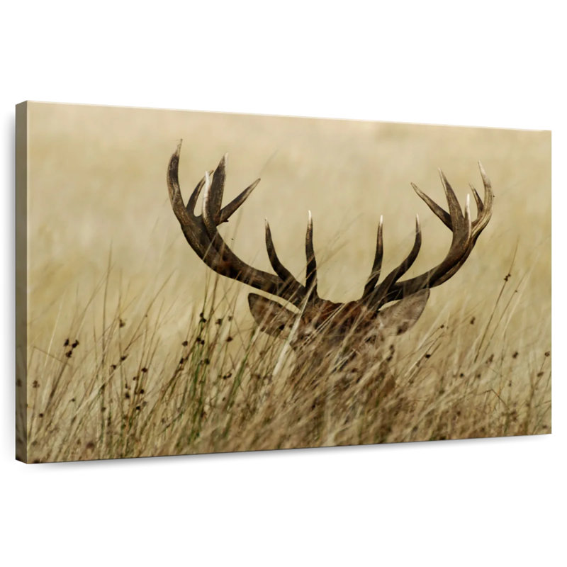 Cerf caché, H 16 po x l 24 po