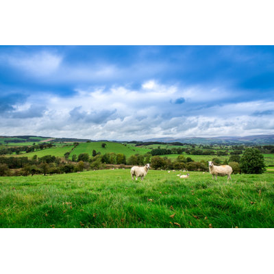 " English Mountain Sheep " by John-Kelly