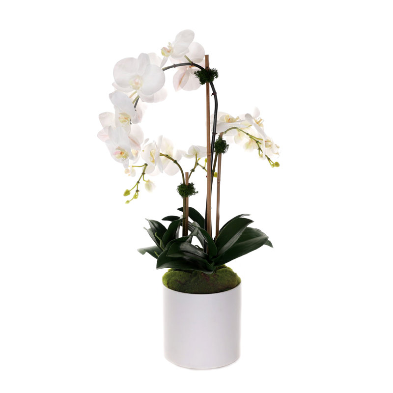 Arrangement d'orchidées