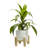 Ceramic Indoor Planter With Wood Stand