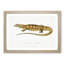 Yellow Monitor Lizard by John Edward Gray - Picture Frame Painting Print-55614069-55614070
