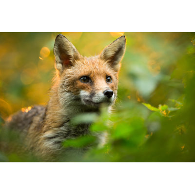 Red Fox by Damiankuzdak