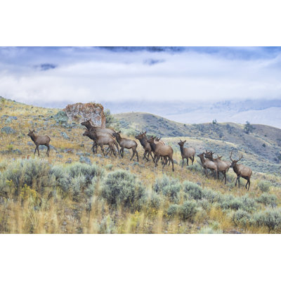 «Elk Herd» par Paul Kammen