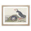 Puffin Birds by John Audubon - Framed Print-55616689-55616693