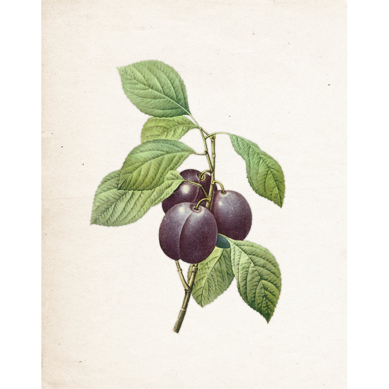 Simple Vintage Prunes - Painting Print, 30 cm H x 20 cm W, Black Floater Framed