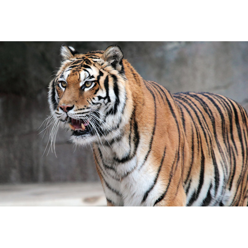 Siberian Tiger 1 Piece Wrapped Canvas Wall Art, 30cm H x 46cm W x 3.8cm D