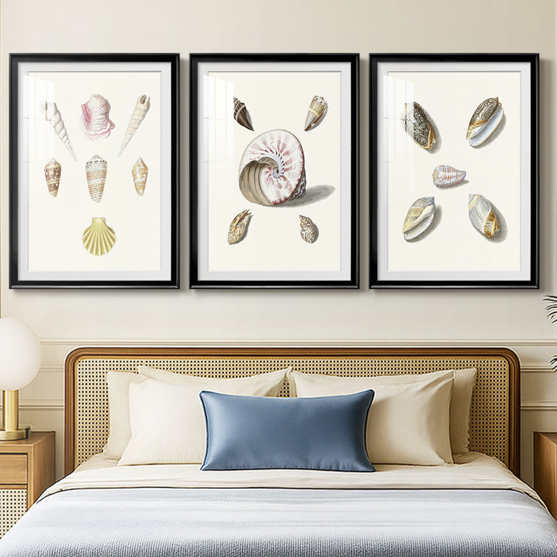 Pastel Knorr Shells I - impression encadrée sur mesure de qualité supérieure - 3 pièces, H 27 po x l 39 po, Noir