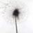 White Botanical Tablecloth | Dandelion Silhouette Decor