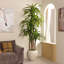 Arbre Dracaena de 8 pi Adcock-122512140