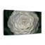 Camellia-1776389656