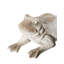 Animals Ceramic / Porcelain Garden Statue