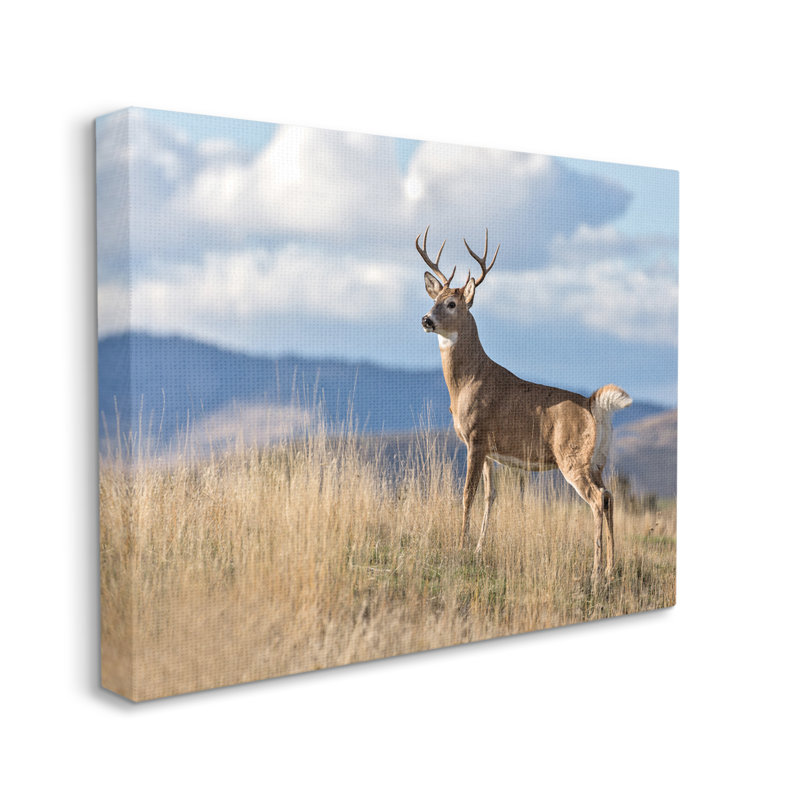 «White-Tail Buck In Wild Montana Mountains Blue Sky» par - Impression, H 16 po x l 20 po, Toile tendue