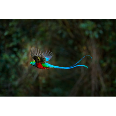 Flying Resplendent Quetzal by Ondrej Prosicky - Wrapped Canvas Print