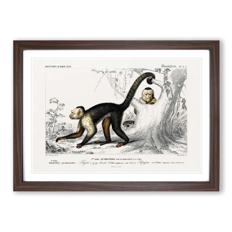 Capuchin Monkeys by Charles d'Orbigny - Picture Frame Painting Print, 36cm H x 48cm W x 2cm D, Walnut Framed