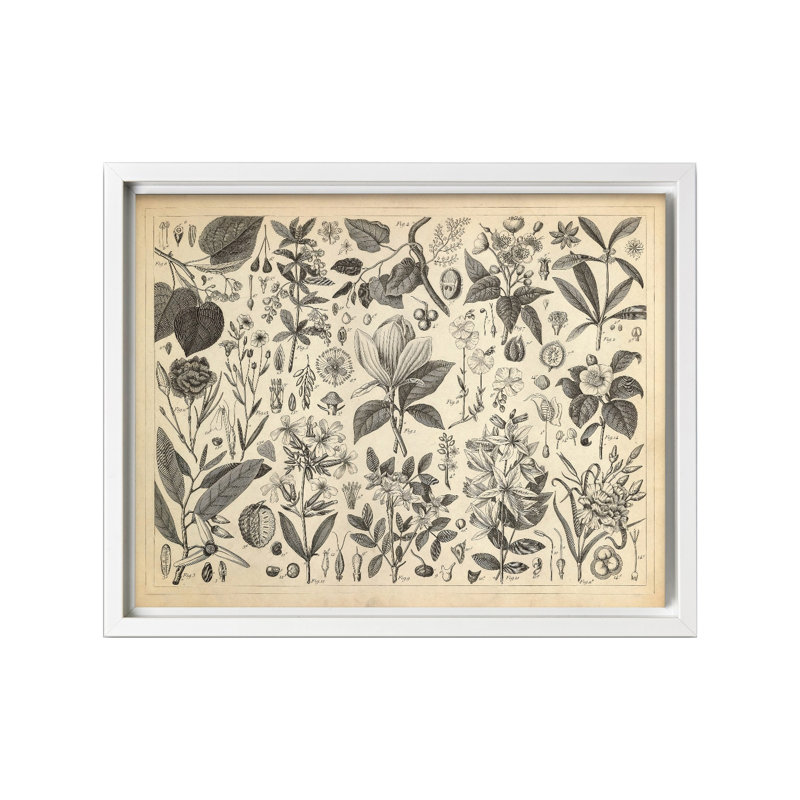 Plantes ornementales en culture, Canvas, White Framed, 08"H x 10"W