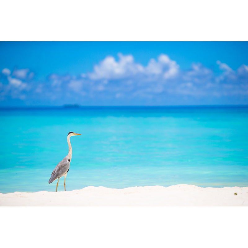 Grey Heron Standing by Travnikovstudio - Wrapped Canvas Print, 61cm H x 91cm W