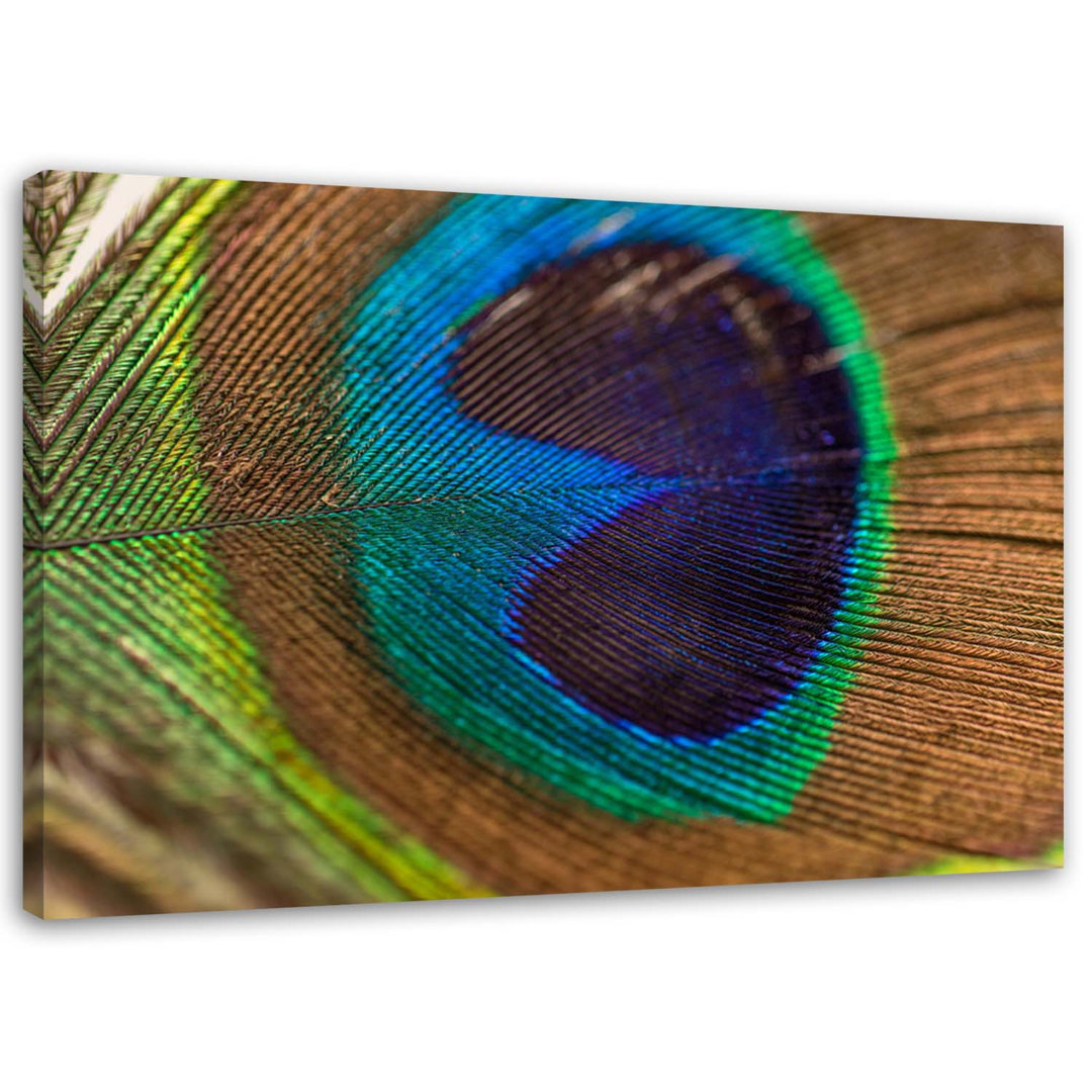 Leinwandbild Peacock Bird Feather