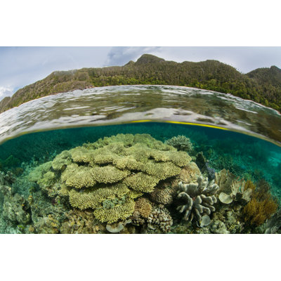 Shallow Coral Reef 1 Piece Wrapped Canvas Wall Art