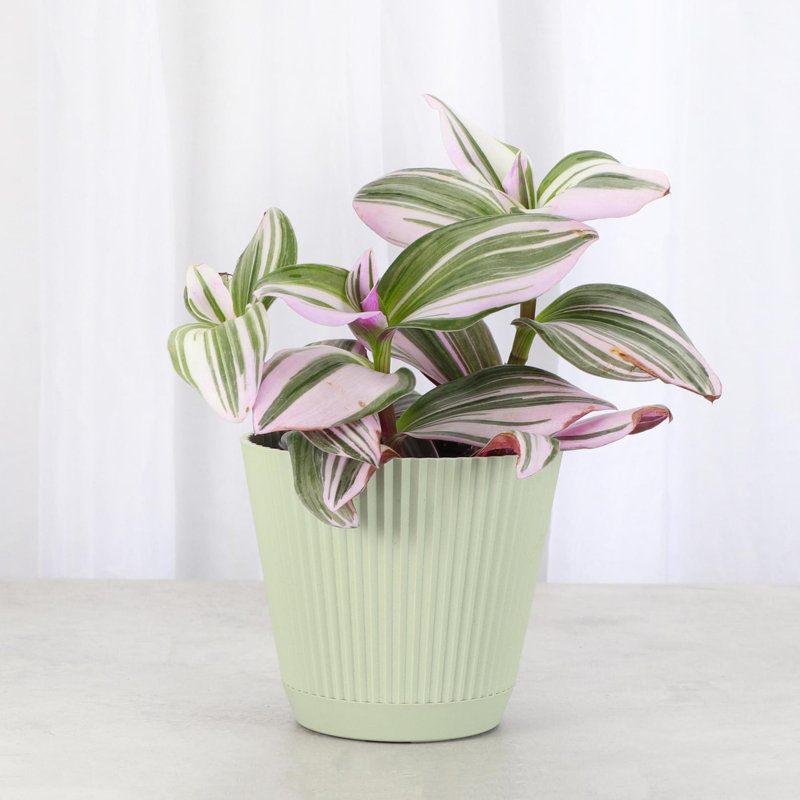 Live Tradescantia Nanouk Plant, Sage