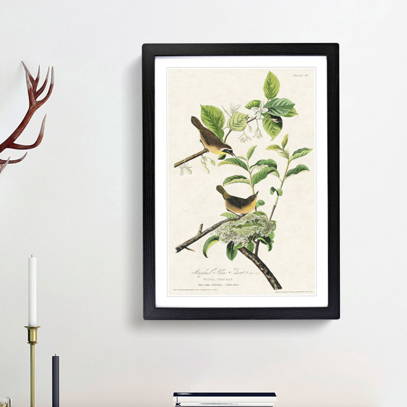 Yellow-Breasted Warbler Birds by John James Audubon - Picture Frame Graphic Art Print, Black Framed, 65cm H x 48cm W x 2cm D