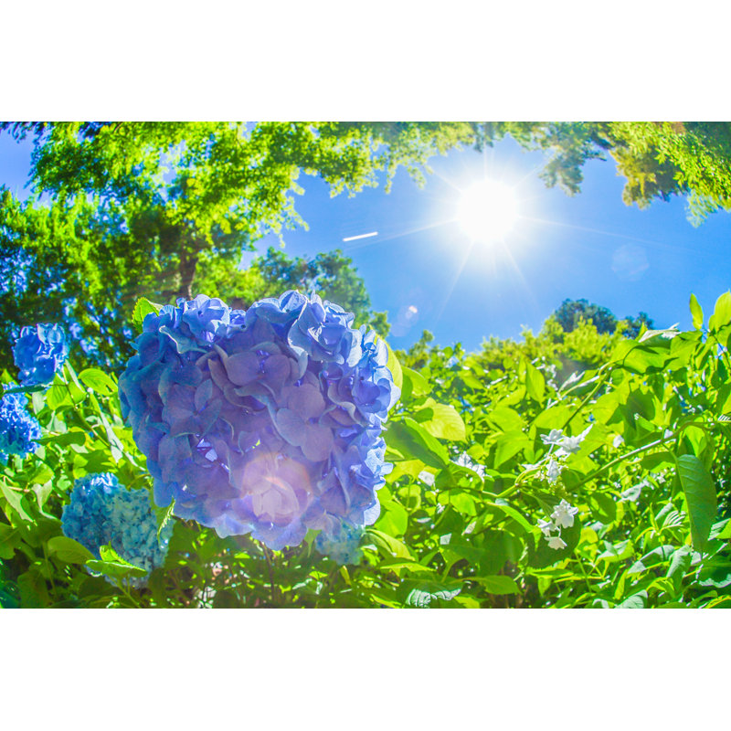 Blue Hydrangea by Kanzilyou - Wrapped Canvas Print, 30cm H x 46cm W