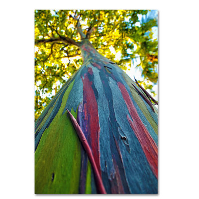 « arc ciel eucalyptus », reproduction de photo sur toile tendue
