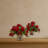 Geranium Flowering Plant with Floral Planter
