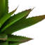 Prince succulent en pot