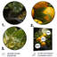 «Yellow Zesty Lemon Burst - Art mural en métal fruits»-750037445