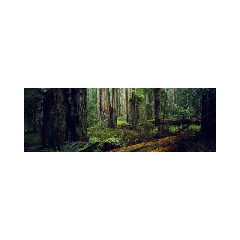Trees In A Forest, Hoh Rainforest, Olympic National Park, Washington State, USA - Wrapped Canvas Panoramic Print