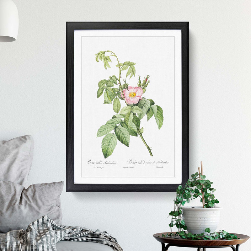 Apple Rose In Pink by Pierre-Joseph Redoute - Single Picture Frame Painting, 45cm H x 33cm W x 2cm D, Black Framed