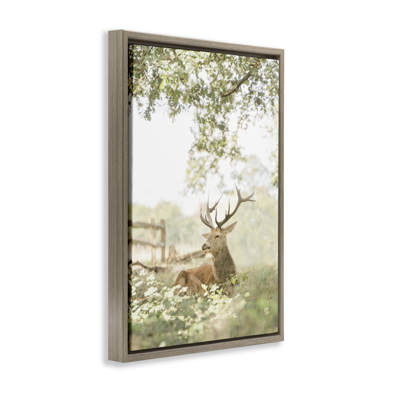 Cadre flottant avec portrait de cerf à queue blanche, design par Leah Straatsma, H 31 po x l 21 po