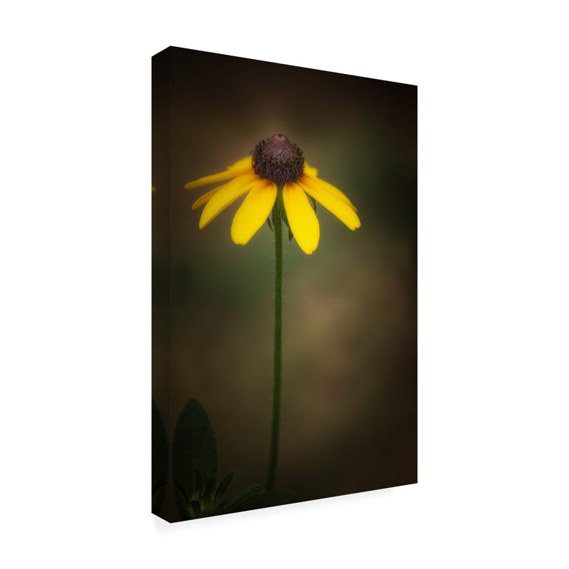 Art sur toile, bolice Janice Sullivan, Wilddaisy, New Hampshire, H 24 po x l 16 po