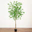 96 plantes