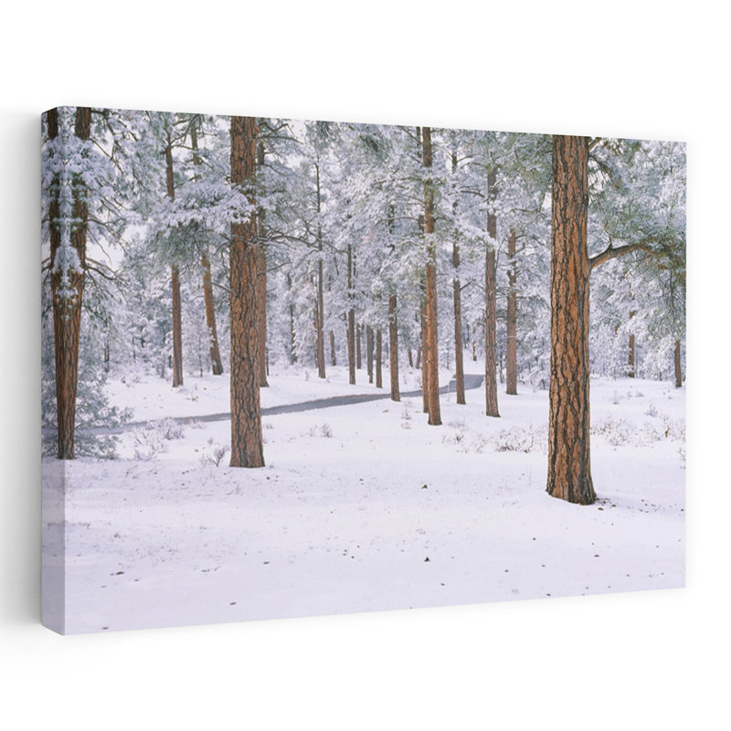 Neige recouverte d'arbres dans une forêt, parc national du Grand Canyon, Arizona, États-Unis, H 40 po x l 60 po